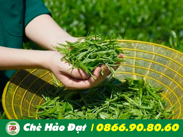 ảnh lá chè tôm nõn hảo đạt