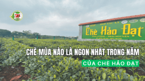 Trà Thái Nguyên Mùa Nào Là Ngon Nhất Trong Năm