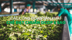 Các Công Đoạn Sản Xuất Chè Đạt Chuẩn OCOP 5 Sao