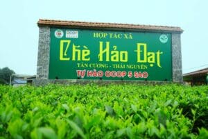 chè Hảo Đạt OCOP 5 sao avt