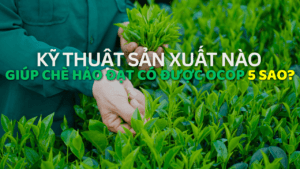 Chè hảo đạt OCOP 5 sao avt