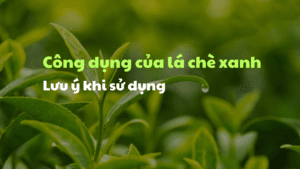 Công dụng của lá chè xanh và những lưu ý khi sử dụng 3