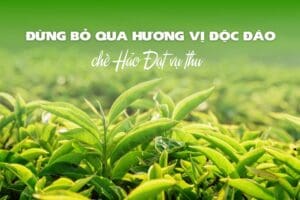 Hương vị độc đáo của chè Hảo Đạt vụ thu